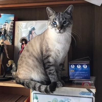 丸写真は、一昨年🌈になった、うめちゃん♂と、新入り四男坊のニーナ君です。犬、保護猫、アニメ、特撮、バイク、洋画、ガンプラ、色々好きな伯父さんです😅たまに、独語呟きます。よろしくお願い致します🙇推し歌手は、藤井風さんです👍そろそろ愛車PCXが、レブルになります🤫