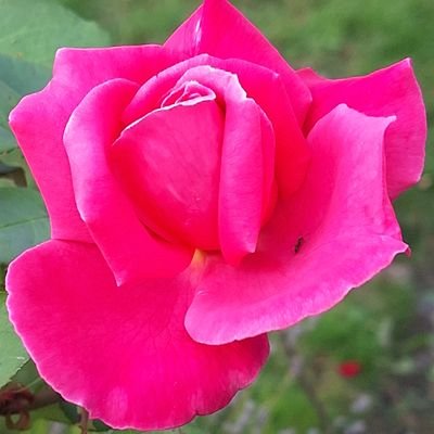 Stern_Sherry9's profile picture. Was/is Sherry27364915  Photography, gardening, animals & have a quirky sense of humour. Partnered. Old not stupid. NO DMs. Never Labour 🏴󠁧󠁢󠁥󠁮󠁧󠁿🇬🇧🇮🇱