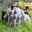 CotswoldBlog's profile image