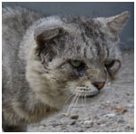 cats_orenburg's profile picture. Кошки, коты и котята города Оренбурга.