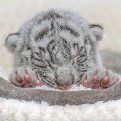 tmewsgf's profile picture. 