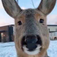 Ronnie van-zant (@rvzson) 's Twitter Profile Photo Ronnie van-zant (@rvzson) 's Twitter Profile Photo