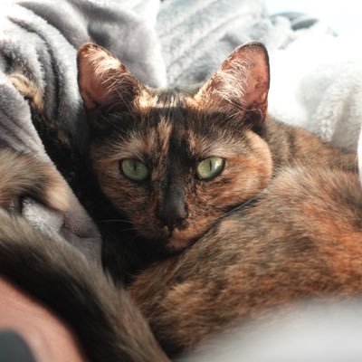 MarceTheBoy's profile picture. Cutie enthusiast and femboy by trade. Taken :3