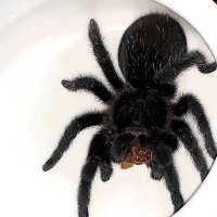 Heyrach (@heyrach_0) 's Twitter Profile Photo