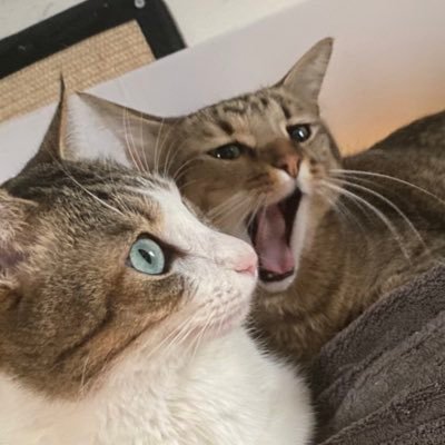 諭吉くんと茶月さんと人間の記録