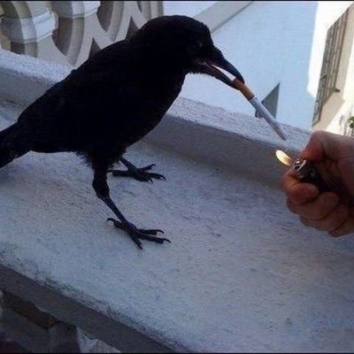 walterchronchit's profile picture. a