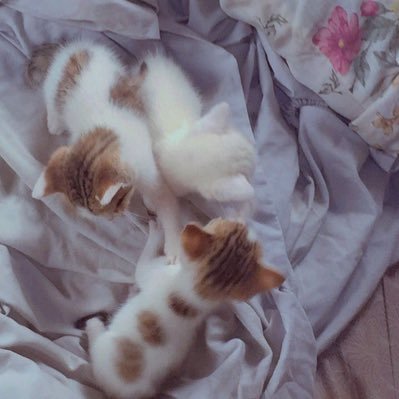 Niniilovesmemes's profile picture. //Abdul’s mom💕//An aspiring chef 🧑‍🍳 //Indoor girlie🧚🏾🥹//Sweet sixteen✨//Omo Yoruba nimi ❤️😌//