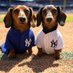 World Series Joe (@worldseries_joe) Twitter profile photo World Series Joe (@worldseries_joe) Twitter profile photo