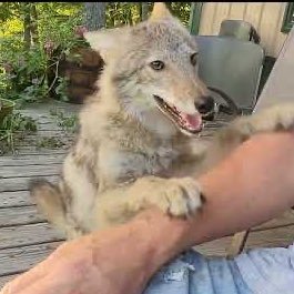 You all know me, I’m the cute coyote that likes to yar my daddy Timmy, Duck and anyone else. But I’m cute ☺️ 🐺🇺🇸🐶