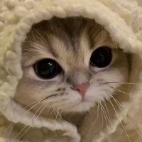 ^_^ (@omniuo) 's Twitter Profile