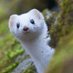 sleepingstoat (@sleepingstoats) Twitter profile photo sleepingstoat (@sleepingstoats) Twitter profile photo
