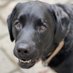 Just Pete (@peteblacklab) Twitter profile photo Just Pete (@peteblacklab) Twitter profile photo