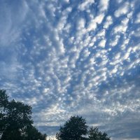 treeman (@treemanblb) 's Twitter Profile