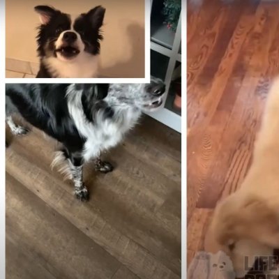 Breeann24422339's profile picture. The wolf is my favorite game along with minecraft, and all games are fun to play, and you should definitely play them, including all of the games