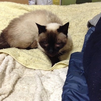 猫ニャンニャン😽さんのプロフィール画像
