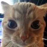 ≽^•⩊•^≼ (@meowcatreal) 's Twitter Profile Photo ≽^•⩊•^≼ (@meowcatreal) 's Twitter Profile Photo