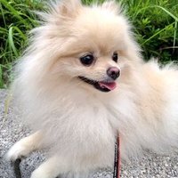 ローバー (@rb248914) 's Twitter Profile