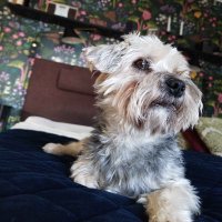 Zrax (@zraxfnbr) 's Twitter Profile