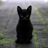 M🐈⬛ (@mitchell_w15605) 's Twitter Profile