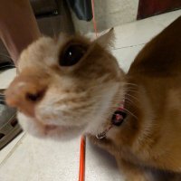 Internet Cat Archive (@libraryofcats) 's Twitter Profile