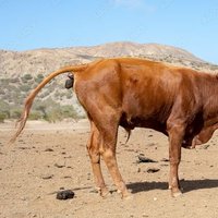 BullShit (@princeryboy) 's Twitter Profile