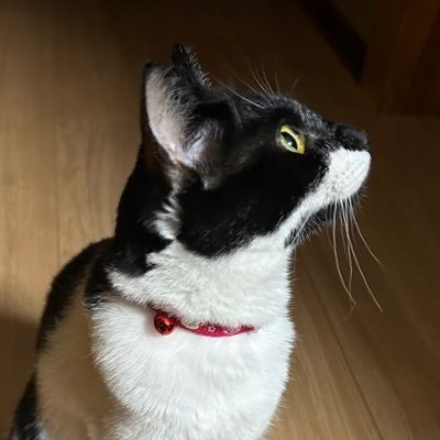 かむさんのプロフィール画像