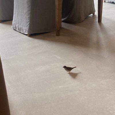 kabiiiiiiiingo's profile picture. 公認会計士さんになりたい元看護師さんのニート /25.06.08 日商1級（69%） / 25.11.16 日商1級（ %）