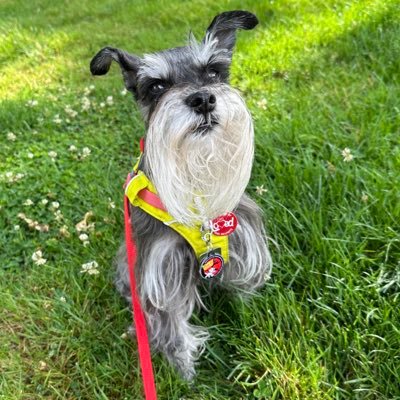 I’m a little mini schnauzer. My favorite things are food, sniffing and exploring new places #SchnauzerGang #ZSHQ