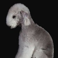 dollhousebutcher (@fabiola_liano) 's Twitter Profile Photo dollhousebutcher (@fabiola_liano) 's Twitter Profile Photo