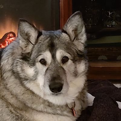 ladymlee1's profile picture. ZALENSKY IS HUMBLE, HONORABLE, & BRAVE. HE IS EVERYTHING THAT DJT IS NOT. 

I will NEVER side with trump/musk/Vance/dictators/maga. Inside coup now. RESIST!!!