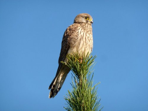 Hello there! I do ecology so you don't have to. Ribby Hall Greenspace Advisor and Freelance Ecologist.