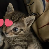 lou 🐈 (@louchatprv) 's Twitter Profile