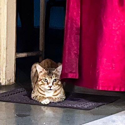 shivanitiw11161's profile picture. 