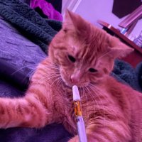 alex (@v4mpixxie) 's Twitter Profile