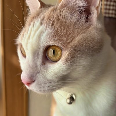 np_k_di's profile picture. 飯、ロードスター