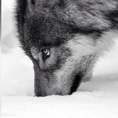 iiialhbc's profile picture. 