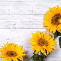 nico🌼 (@22nico_22) Twitter profile photo