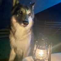 juno (@midnightworm) 's Twitter Profile