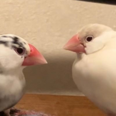monsoy_ch's profile picture. 桜(パイド)文鳥の文太(もんた)とクリーム(シルバーイノ)文鳥のそい 姉妹の日常