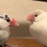 monsoy_ch's profile picture. 桜(パイド)文鳥の文太(もんた)とクリーム(シルバーイノ)文鳥のそい 姉妹の日常