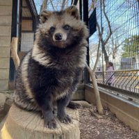 Spareribs (@newspareribs) 's Twitter Profile Photo