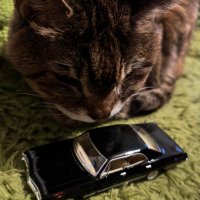 がとがと🇯🇵🐿️ (@jagatopohdw) 's Twitter Profile