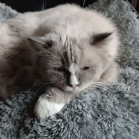 Paolo Le Chat (@paololechat) 's Twitter Profile