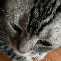 ๐๐๐๐๐ (@apex0dmg_apple) 's Twitter Profile