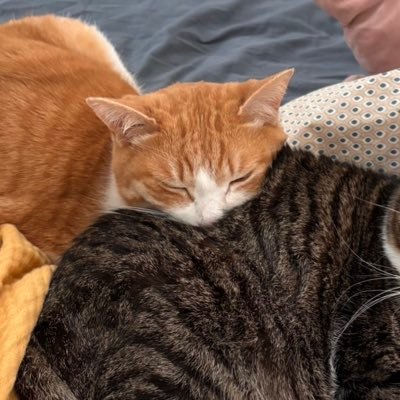 @kazuneiwasa から 小さく作り直しました
京都出身でいまは武蔵小山に住んでいます。犬も猫も好きです。