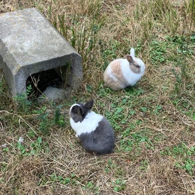 KT_ITengineer's profile picture. SESでITエンジニアをやっています。 単価アップを目指し日々勉強中。AWSの勉強を始めました。資格取得がんばります。