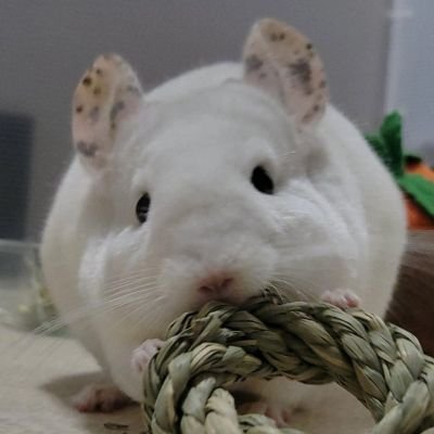 2023年4/28生まれ。チンチラのおとこのこ♂️
2023年7/9お迎え🏠。👨と👩と🐭。
無言フォロー大歓迎🤍もふもふは世界を救う🗺️❇️
#もふおの俊敏シリーズ #もふおの寝てるシリーズ #チンチラの1週間 #お正月にちゃんと鏡餅になるもふお