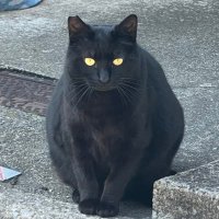 ぽたて (@ktk5fd) 's Twitter Profile