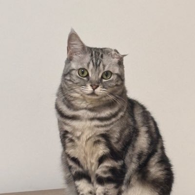 Gnipezil597's profile picture. 