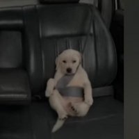 Tasha (@dominodawg22) 's Twitter Profile